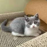 ブリティッシュショートヘア