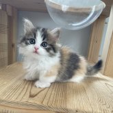 マンチカン(短足)