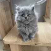 ブリティッシュロングヘア