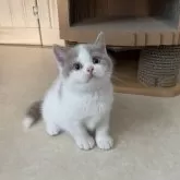 ブリティッシュショートヘア