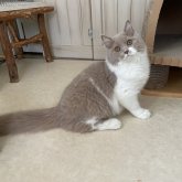 ブリティッシュショートヘア