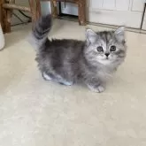 キンカロー