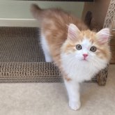 マンチカン(長足)