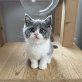 ブリティッシュショートヘア