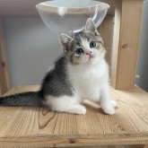 ブリティッシュショートヘア