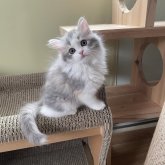 マンチカン(長足)