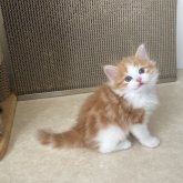 マンチカン(長足)