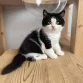 ブリティッシュショートヘア