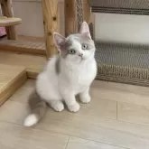 ブリティッシュショートヘア