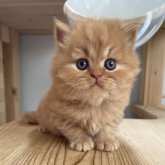 ブリティッシュロングヘア