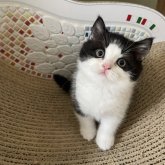 ブリティッシュショートヘア