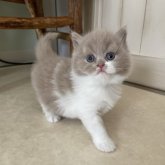 ブリティッシュロングヘア