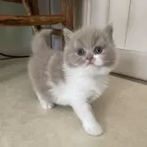 ブリティッシュロングヘア