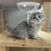 ブリティッシュロングヘア