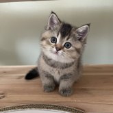 ブリティッシュショートヘア