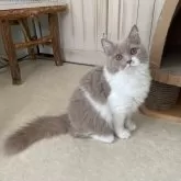 ブリティッシュロングヘア