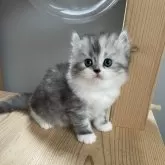 キンカロー