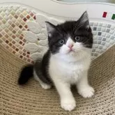 ブリティッシュショートヘア
