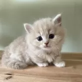 マンチカン(短足)【埼玉県・男の子・2025年3月25日・クリーム&ホワイト】の写真1