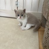 ブリティッシュショートヘア
