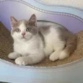 ブリティッシュショートヘア