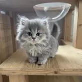 ブリティッシュロングヘア【埼玉県・女の子・2025年10月12日・ブルー&ホワイト】の写真2