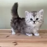 マンチカン(短足)【埼玉県・男の子・2024年11月7日・シルバータビー】の写真2