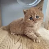 ブリティッシュロングヘア【埼玉県・男の子・2025年9月29日・シナモン】の写真3