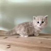 マンチカン(短足)【埼玉県・男の子・2025年3月25日・クリーム&ホワイト】の写真5