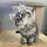 ブリティッシュロングヘア【埼玉県・男の子・2025年4月21日・ブラウンタビー】の写真6