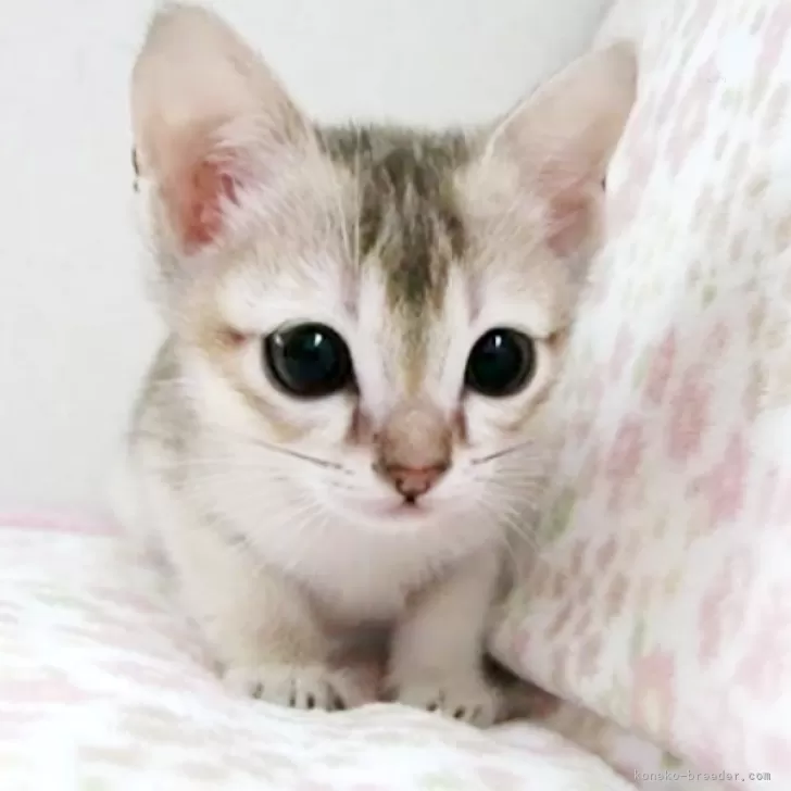 ID:2312-02755の子猫