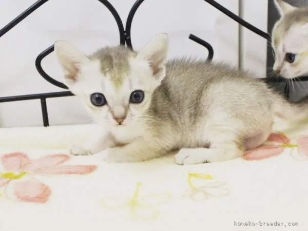 ID：1605-00084の子猫