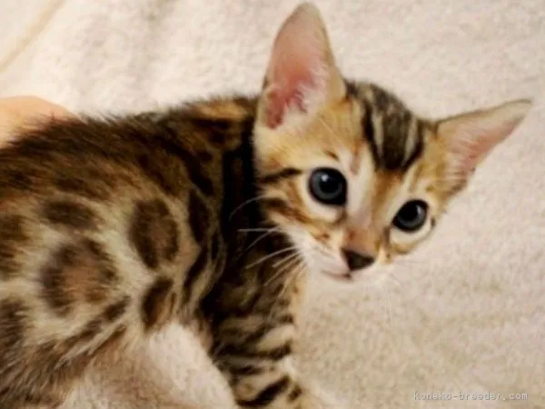 ID：1607-00034の子猫