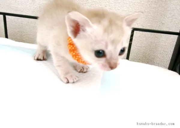 ID：1703-00403の子猫