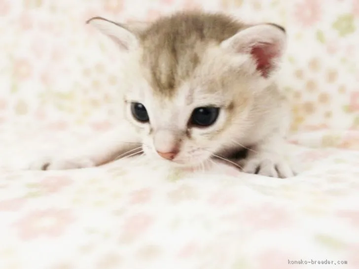 ID:2011-01212の子猫