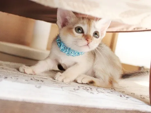 ID：1310-00167の子猫