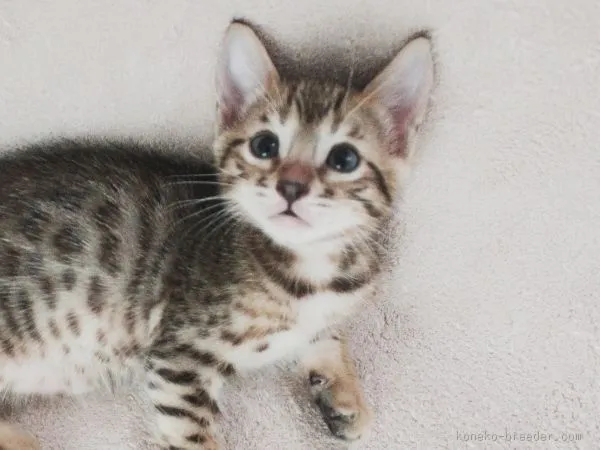 ID：1508-00304の子猫