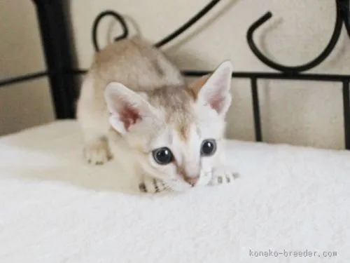 ID:1508-00133の子猫