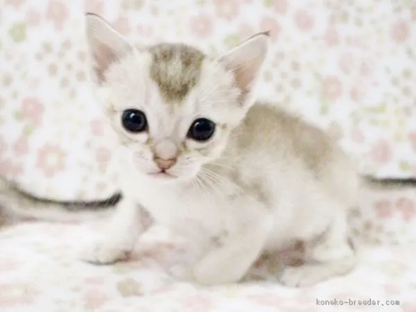 ID：1904-01622の子猫