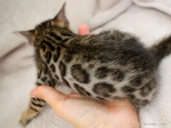 ID：1609-00112の子猫