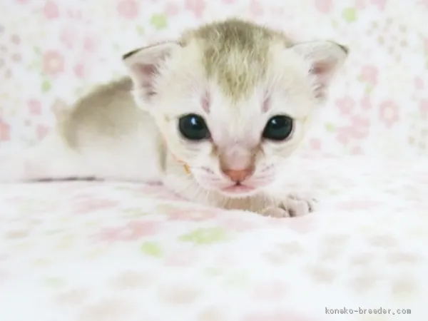 ID：2006-00162の子猫