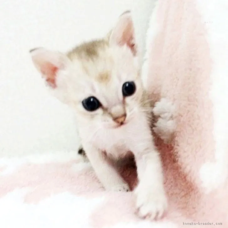 ID:2309-02251の子猫