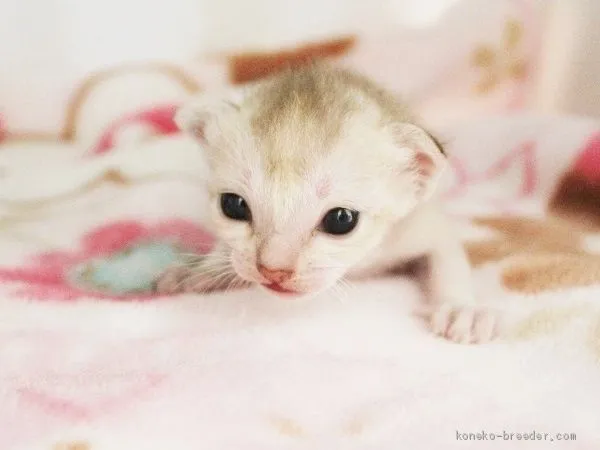 ID：2004-00587の子猫