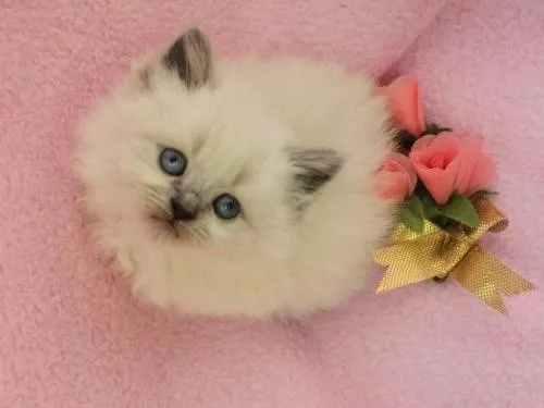 ID:1305-00017の子猫