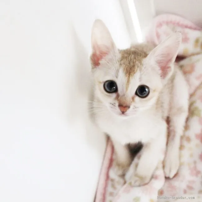 ID：1907-00730の子猫