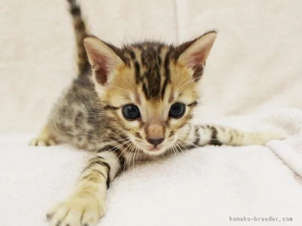 ID：1608-00600の子猫