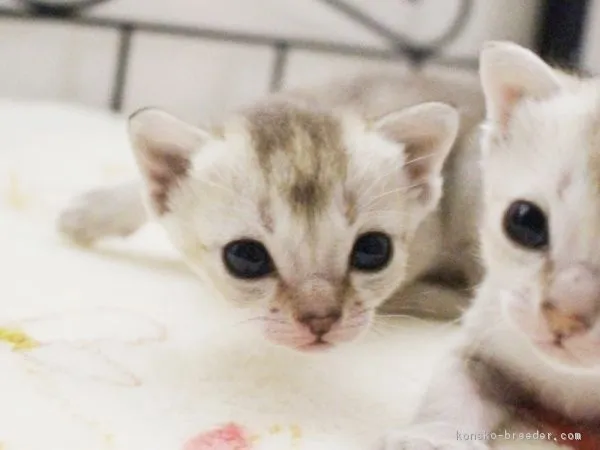 ID：1610-00605の子猫