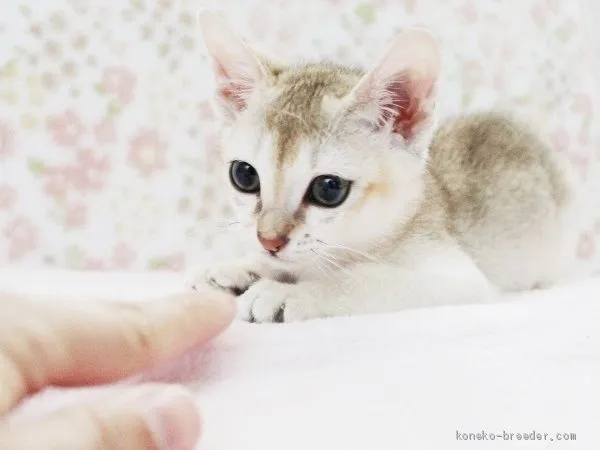 ID：1904-01241の子猫