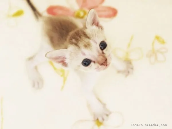 ID：1608-00133の子猫