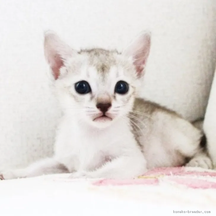 ID:2307-02490の子猫